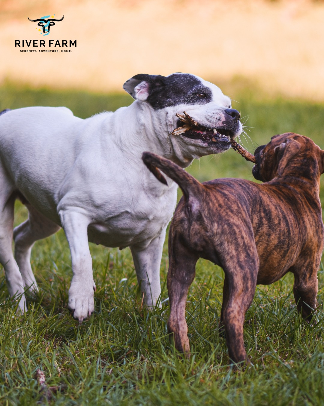 Picture this: tails wagging, paws racing, and pups making new best friends while you enjoy the chance to connect with fellow neighbors. The dog park will be more than just a play space. It will be a resident-exclusive hub for both two- and four-legged friends.  Check out our future community at the link in our bio! #RiverFarm #BeltonTX #BeltonTXRealEstate #BeltonTXNewHomes #BeltonISD #PaintedSteer