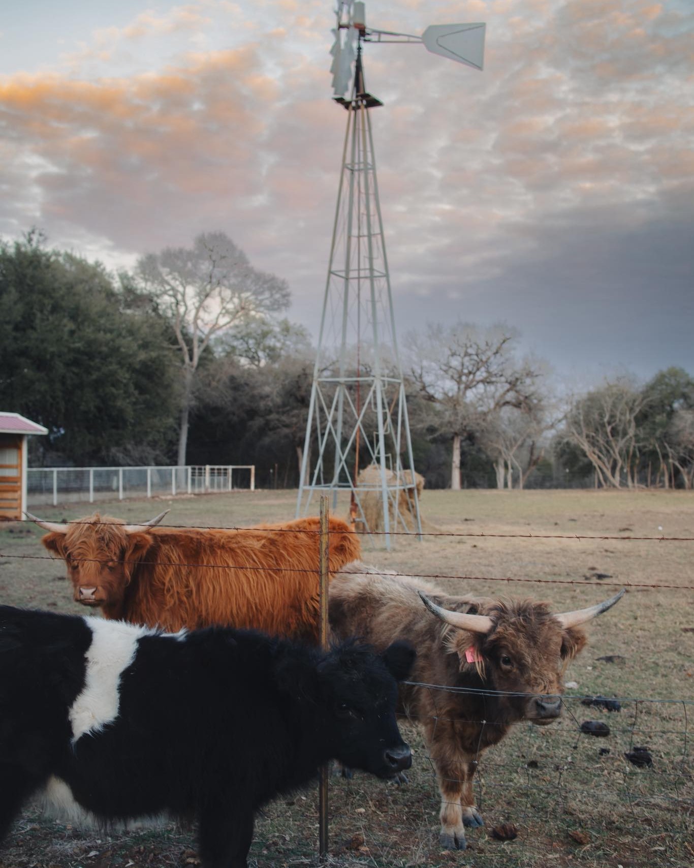 Meet the goats, cuddle up with fluffy cows, and experience farm life in the most fun way at @screaminggoatff, just a short 10 minute drive away! From animal encounters to overnight stays and even party bookings, it’s a hands-on spot where you can slow down and enjoy something totally unique. 🐐 📸: @screaminggoatff Secure your reservation at screaminggoatfunnyfarm.com. #RiverFarm #BeltonTX #BeltonTXRealEstate #BeltonTXNewHomes #BeltonISD #PaintedSteer