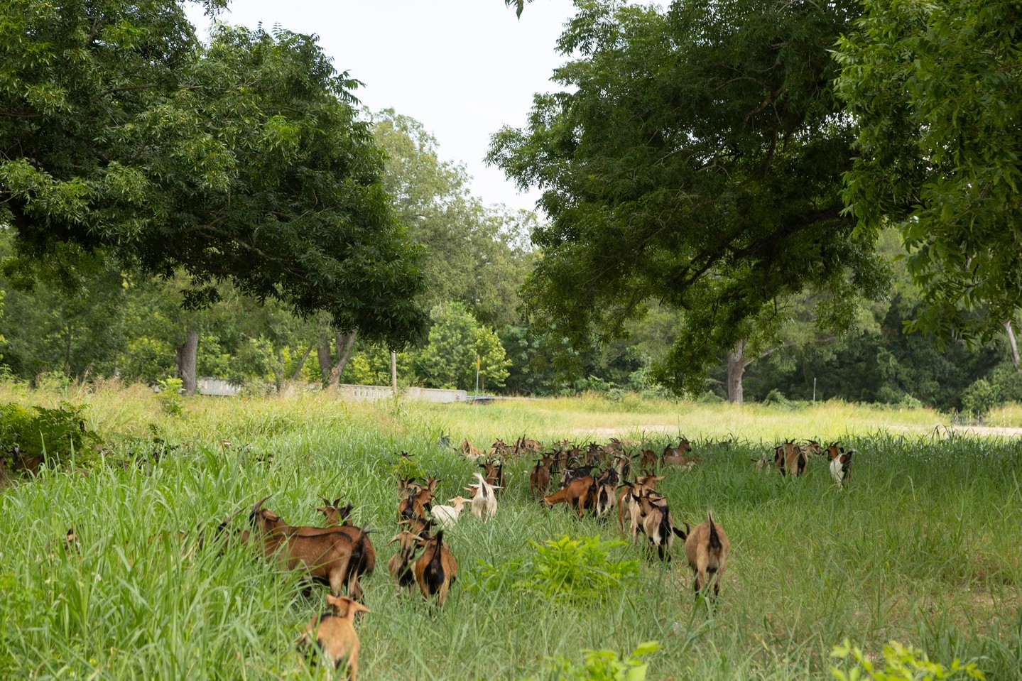 Meet the crew behind River Farm’s green land clearing efforts!  This herd made up of a carefully selected mix of goat and sheep breeds, each chosen for their unique strengths in land clearing: ️ Spanish Goats – Hardy and well-adapted to rugged terrain, making them ideal for clearing thick brush and woody plants. ️ Boer Goats – Larger in size with strong appetites, allowing them to clear large areas efficiently. ️ Dorper & Katahdin Sheep – Hair sheep breeds that thrive in diverse environments. They are efficient grazers, targeting grasses and low-growing vegetation. Their natural grazing habits complement the browsing patterns of goats, ensuring balanced and thorough vegetation control without the need for shearing. #RiverFarm #BeltonTX #BeltonTXRealEstate #BeltonTXNewHomes #BeltonISD #PaintedSteer